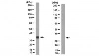 Anti-Inntag 10 (IT10) Antibody, clone IT10 