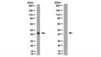 Anti-Inntag 5 (IT5) Antibody, clone R19/8-11/18 
