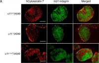 Anti-Integrin 1 Antibody, clone MB1.2