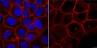 Anti-Integrin beta1 (CD29) Antibody, clone mAb13 