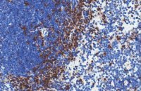 Anti-Integrin X Antibody, clone N418 Antibody, azide free 