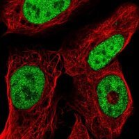 Anti-ISX antibody produced in rabbit 