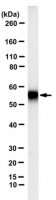 Anti-IZUMO1 Antibody, clone Mab120 