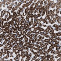 Anti-JADE1 antibody produced in rabbit 
