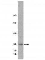 Anti-Kip1 (p27) Antibody 