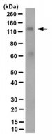 Anti-Klotho Antibody, clone KL-115 