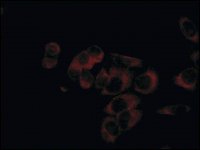 Anti-KTN1 antibody produced in rabbit