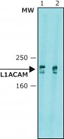 Anti-L1CAM antibody, Mouse monoclonal 