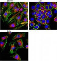 Anti-LAMP-1 (CD107a) Antibody 
