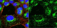Anti-LAMP-1 Antibody, clone H4A3