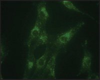 Anti-LAMP1 antibody produced in rabbit 