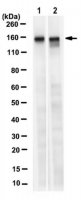 Anti-LATS1 Antibody, clone 9A3.1