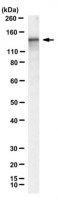 Anti-LbCpf1 Antibody, clone 2D5-6G11 