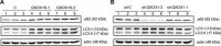 Anti-LC3 antibody produced in rabbit 