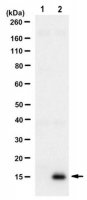 Anti-LC3A/B Antibody, clone 4F11.1 