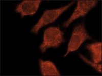 Anti-LC3C antibody, Mouse monoclonal 