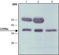 Anti-Livin antibody produced in rabbit 