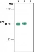Anti-LPP antibody, Mouse monoclonal 