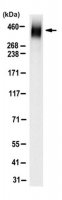 Anti-LRBA Antibody, clone 2D4.1