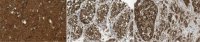 Anti-LRRK1 Antibody, clone 12F2.1 