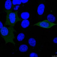 Anti-Luciferase
