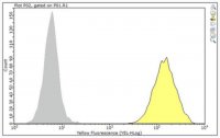 Anti-Ly49A Antibody, clone A1 