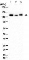 Anti-Lysine-Specific Demethylase 4C (JMJD2C)