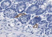 Anti-MAdCAM-1 Antibody, clone MECA-367 