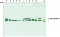 Anti-MAP Kinase (ERK-1, ERK-2) antibody produced in rabbit 