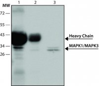 Anti-MAP Kinase (ERK-1, ERK-2) antibody produced in rabbit 