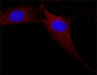 Anti-MAP Kinase, Activated (Diphosphorylated ERK-1&amp;2) antibody, Mouse monoclonal 