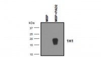 Anti-MBP (Citrulline R122) Antibody, clone 1H1 