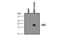 Anti-MBP (Citrulline R25) Antibody, clone 1B8 