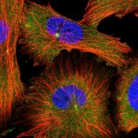 Anti-MDH1 antibody produced in rabbit