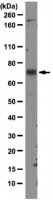 Anti-MDM2 Antibody, clone 3G9 