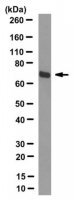 Anti-methylated TLS/FUS Antibody, clone 9G6 