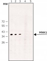 Anti-MNK1 antibody produced in rabbit 