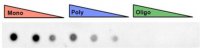 Anti-mono- and poly-ADP-ribose binding reagent 