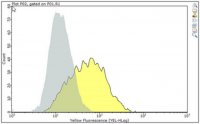 Anti-MR1 Antibody, clone 26.5 
