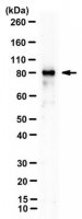 Anti-MRE11 Antibody, clone 15B8.1E7.6 