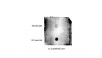 Anti-mS2i6A Antibody, clone CL-3