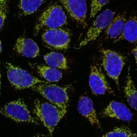 Anti-mS2i6A Antibody, clone CL-3