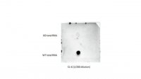 Anti-mS2i6A Antibody, clone CL-6 