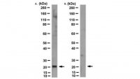 Anti-MT-ATP6 Antibody, clone 1G7-1G2 