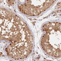 Anti-MYBL2 antibody produced in rabbit 