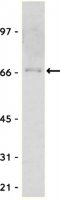 Anti-Myc Tag Antibody 