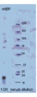 Anti-Myelin Basic protein Antibody 