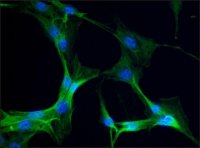 Anti-Myosin IIA, non muscle antibody produced in rabbit 