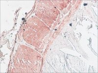 Anti-Myosin Light Chain Kinase antibody, Mouse monoclonal 