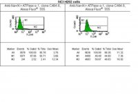 Anti-Na+/K+ ATPase -1 Antibody, clone C464.6, Alexa Fluor� 555 5-369X-555
